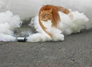 947182_553064934743913_1174278645_n